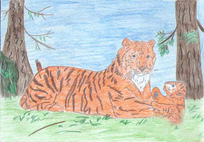 Амурский тигр рисунок карандашом для детей
