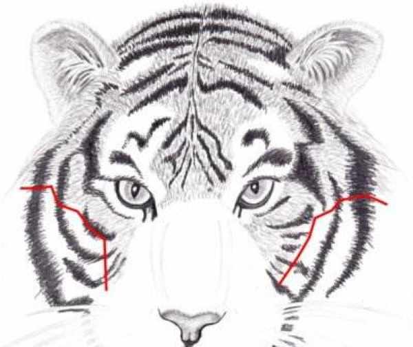 Амурский тигр рисунок карандашом для детей