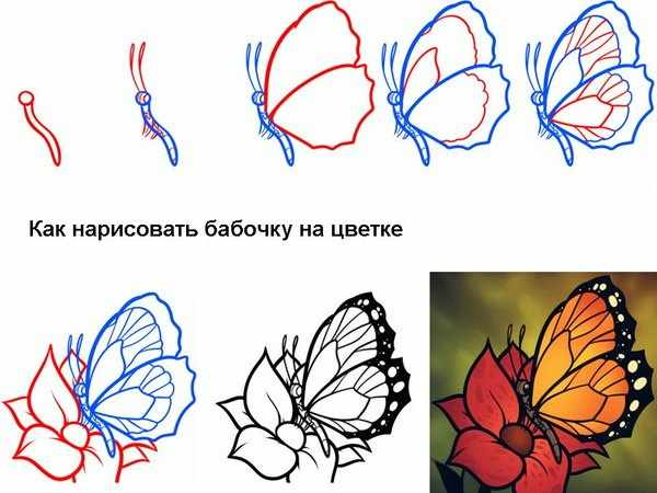 Бабочка рисунки для детей, контур, раскраски карандашом, красками, гуашью
