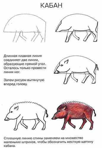 Кабан рисунок для детей карандашом, красками
