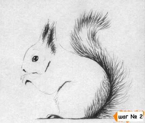 Как нарисовать белку поэтапно для детей: на дереве, с орехами, из Ледникового периода. Картинки и фото для начинающих
