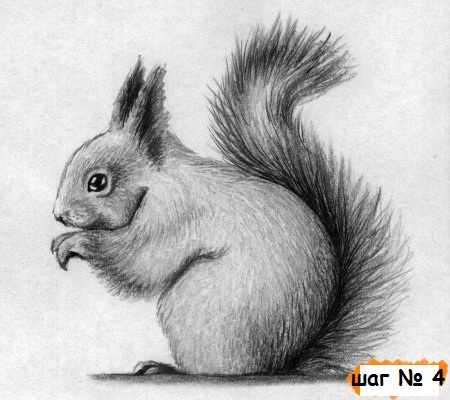Как нарисовать белку поэтапно для детей: на дереве, с орехами, из Ледникового периода. Картинки и фото для начинающих