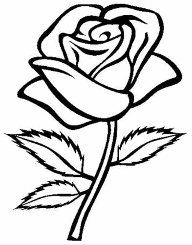 Как нарисовать розу карандашом поэтапно для начинающих красиво. Фото