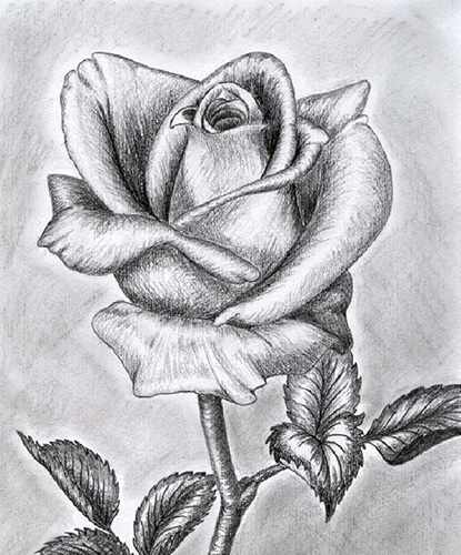 Как нарисовать розу карандашом поэтапно для начинающих красиво. Фото