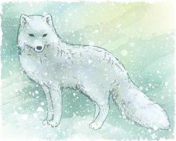 Как я представляю себе тундру. Рисунки, Окружающий мир