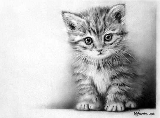 Котик рисунок для детей карандашом