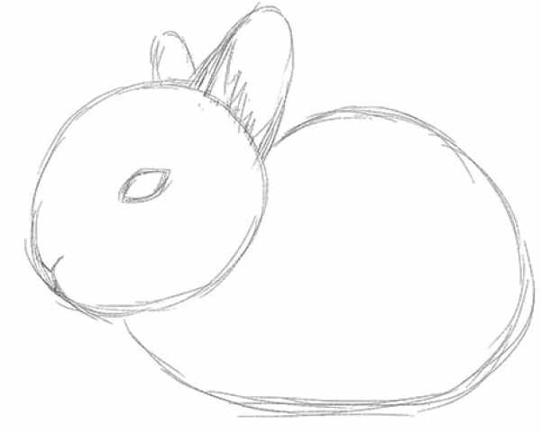 Кролик рисунок для детей карандашом