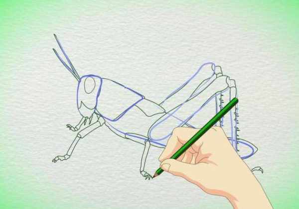 Кузнечик рисунок для детей карандашом поэтапно