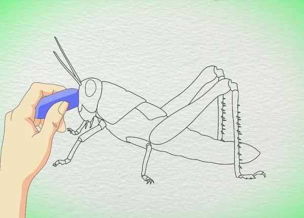 Кузнечик рисунок для детей карандашом поэтапно