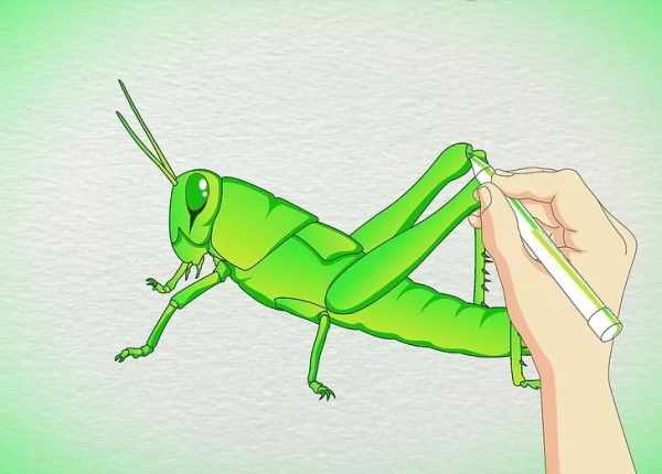 Кузнечик рисунок для детей карандашом поэтапно