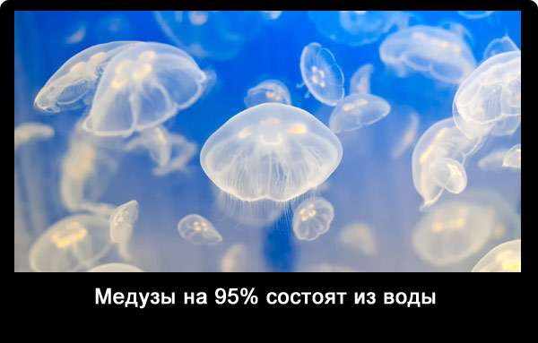 Медуза рисунок для детей карандашом поэтапно