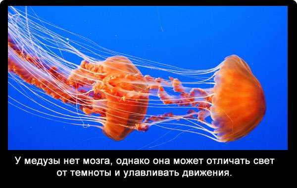 Медуза рисунок для детей карандашом поэтапно