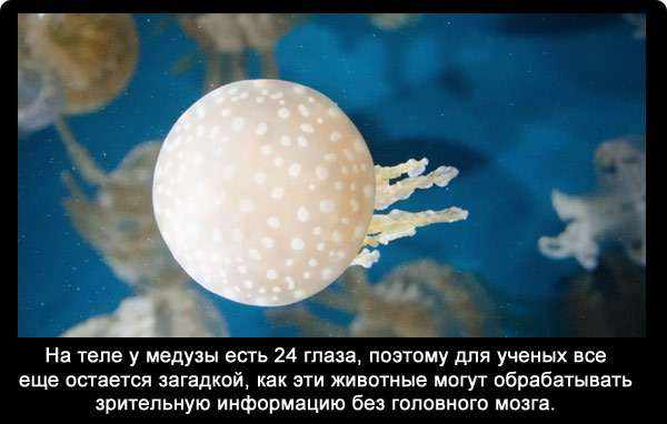 Медуза рисунок для детей карандашом поэтапно