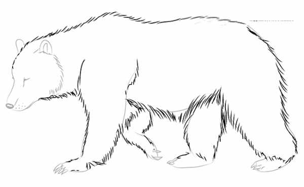 Медвежонок рисунок для детей карандашом поэтапно