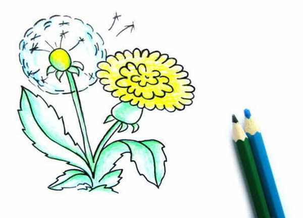 Одуванчик рисунок для детей карандашом, красками