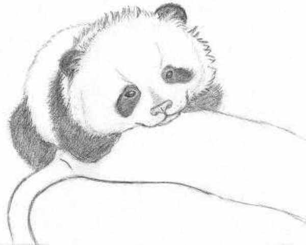 Панда рисунок для детей карандашом, красками, легкий для срисовки