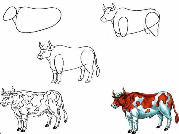 Рисунок коровы для детей карандашом, красками для раскрашивания, срисовки, смешной