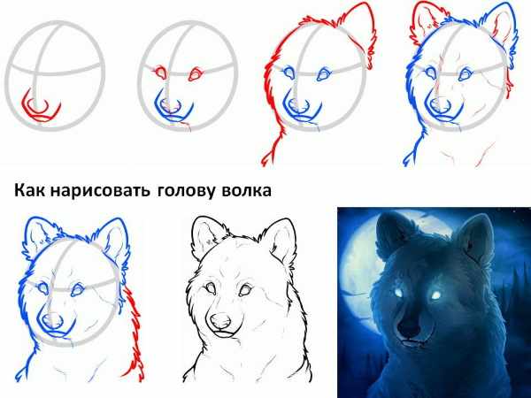 Рисунки волка карандашом поэтапно для срисовки для детей