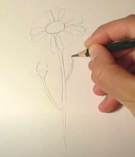 Ромашка рисунок для детей карандашом поэтапно
