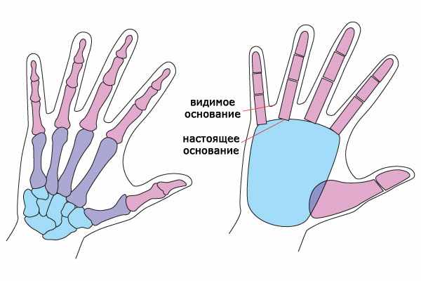 Руки референсы для рисования с плеч: построение, жесты, ракурс