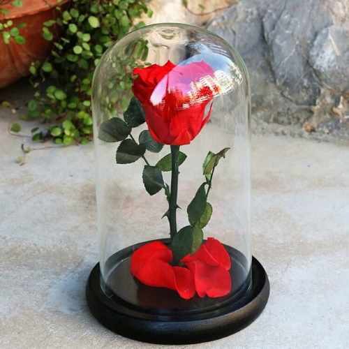 Стабилизированные цветы. Что это такое, фото, композиции