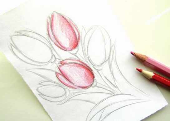 Тюльпан рисунок карандашом легко поэтапно для начинающих