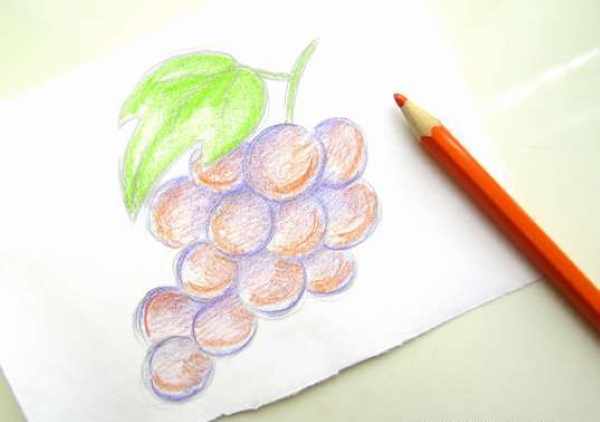Виноград рисунок для детей карандашом поэтапно