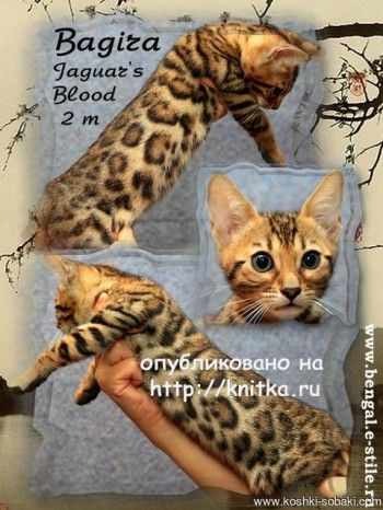 Вязаная игрушка - котенок. Работа Ирины